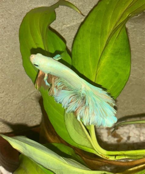 Betta Wont Swim Or Eat, Wont Move From Top Of Tank.
